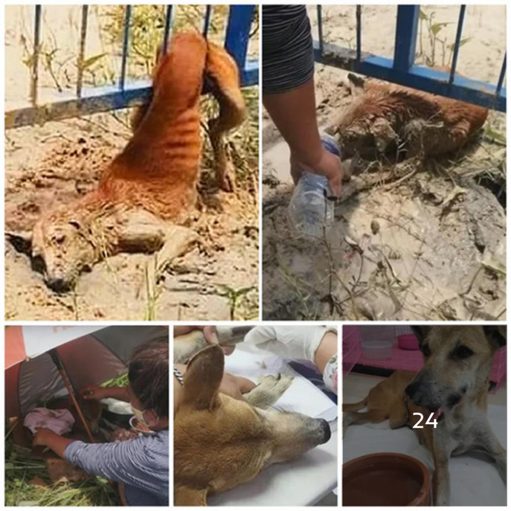 The displaced dog, trapped in a fence, cries as he struggles to escape, longing for a compassionate voice to guide him to freedom.dvh