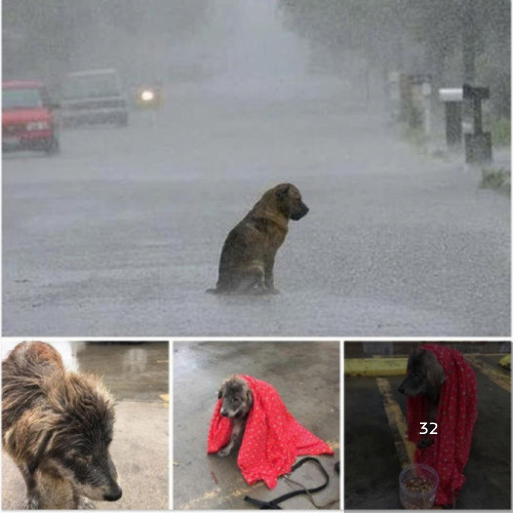 The dog, shivering in the rain and abandoned, was too heartbroken to move.dvh