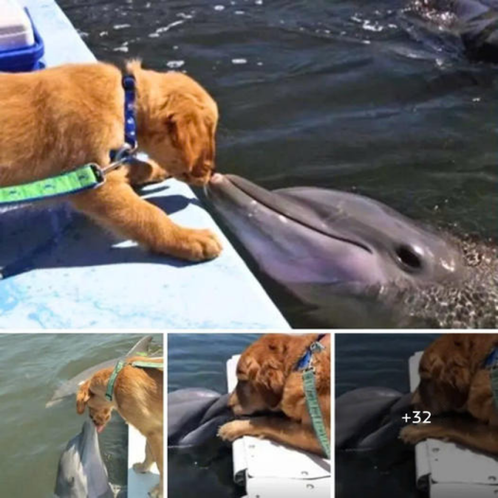 The photo of a dolphin waiting for a tender kiss from its golden retriever friend has gone viral, melting hearts everywhere.dvh