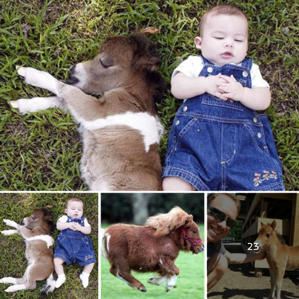 The world’s smallest horses are just the size of a child, making you want to hug and kiss them without wanting to ride them.dvh