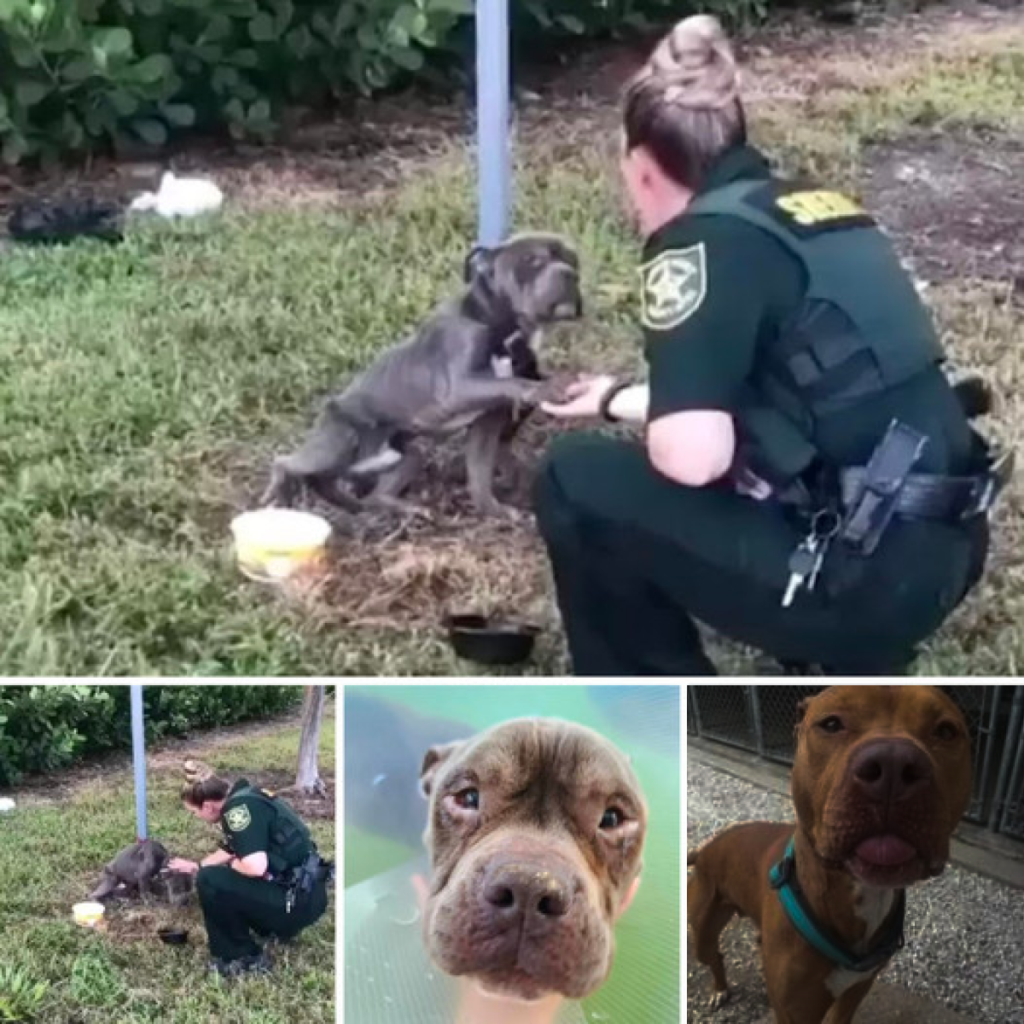 Tied to a pole, a trembling dog reaches out its paw to the police officer, anxiously awaiting the long-awaited rescue -ltbl