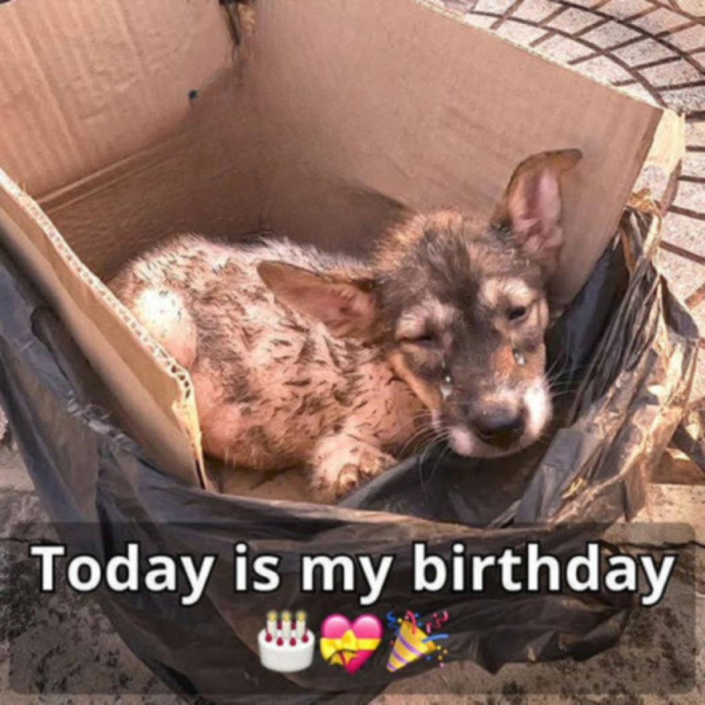 Today is my birthday. Disappointingly, I did not receive any wishes.