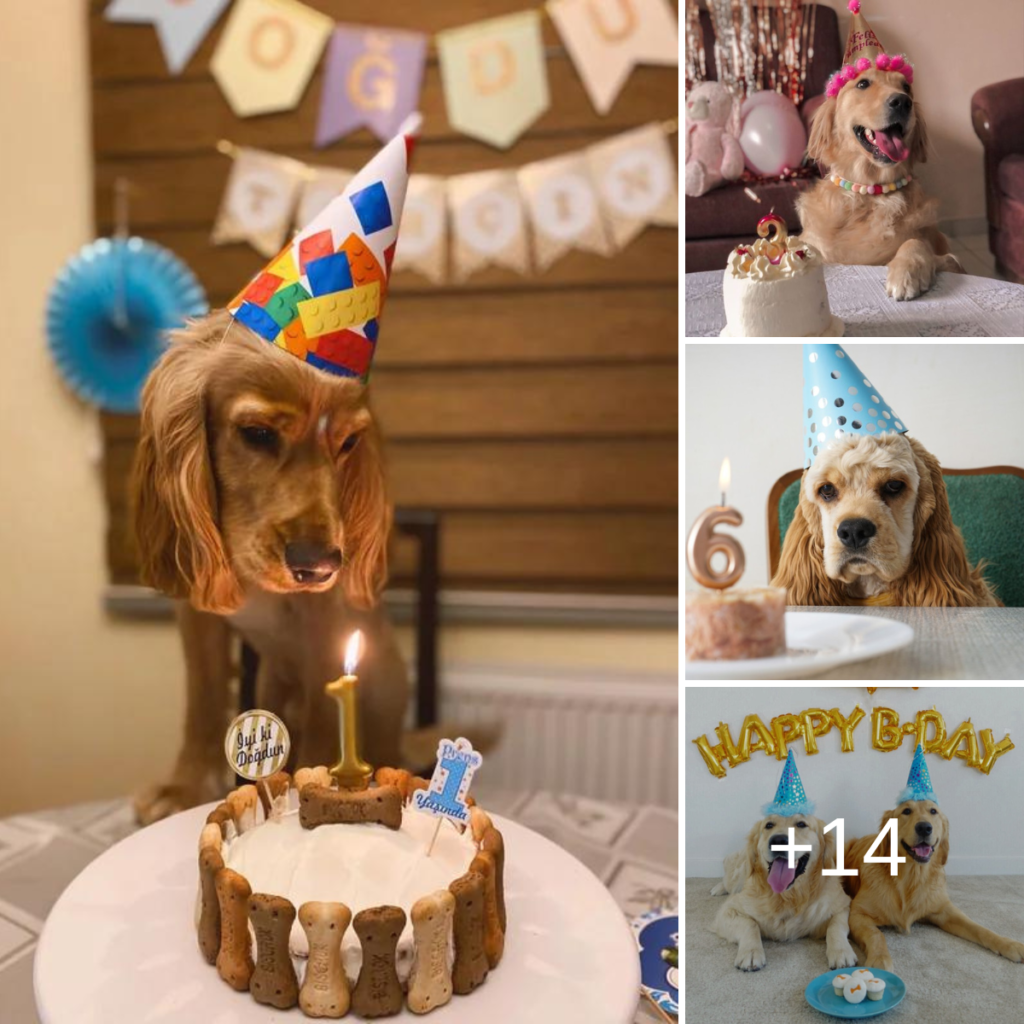 Today is our birthday but we feel very sad because until now we still haven't received any birthday wishes.thaolv