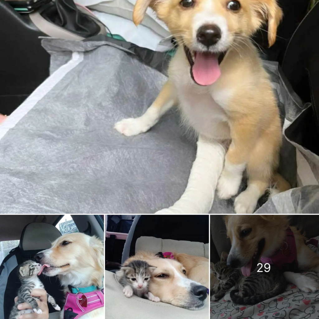 Un perro rescatado conoce a un gatito huérfano y… ¡de inmediato se convierte en su madre!-dtht