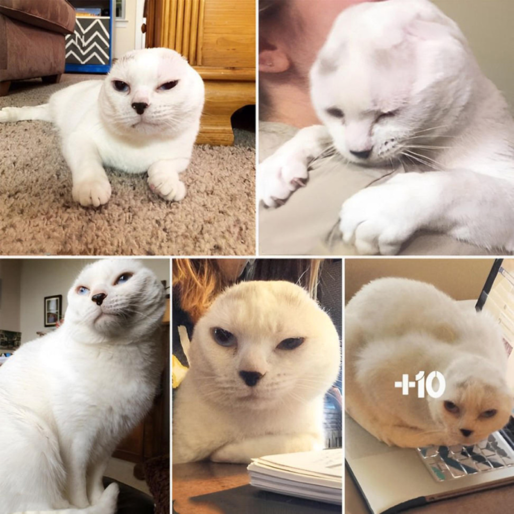 Woman Adopts Earless Senior Cat, and Within a Day, a Heartwarming Transformation Begins-pvth