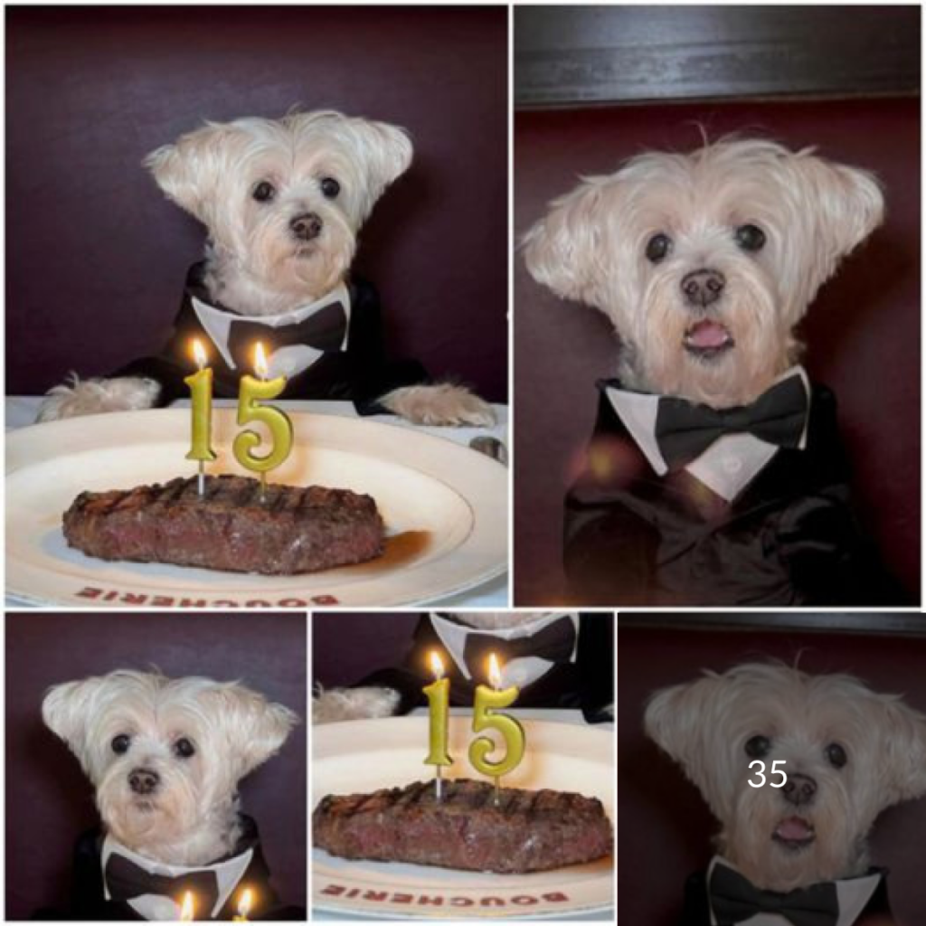 15 years of loyal paws and wagging tails. Happy birthday to the friend who's been there through it all. Curious to know his secret to a long, happy life?