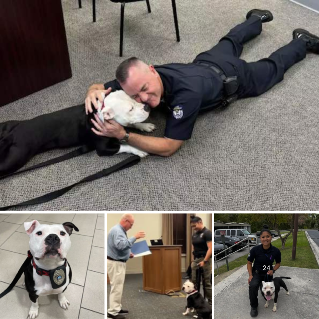 A stray dog made an unexpected visit to the police department, and after a day filled with love and care, he found a new family among the officers, who decided to keep him forever-pvth