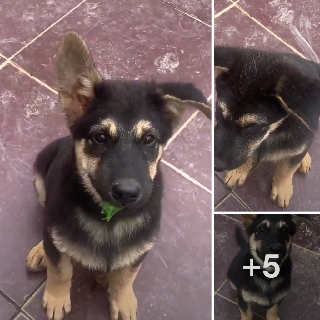 A puppy on the edge of the road fights for its life, sparking a touching story of hope and redemption.anhxuan