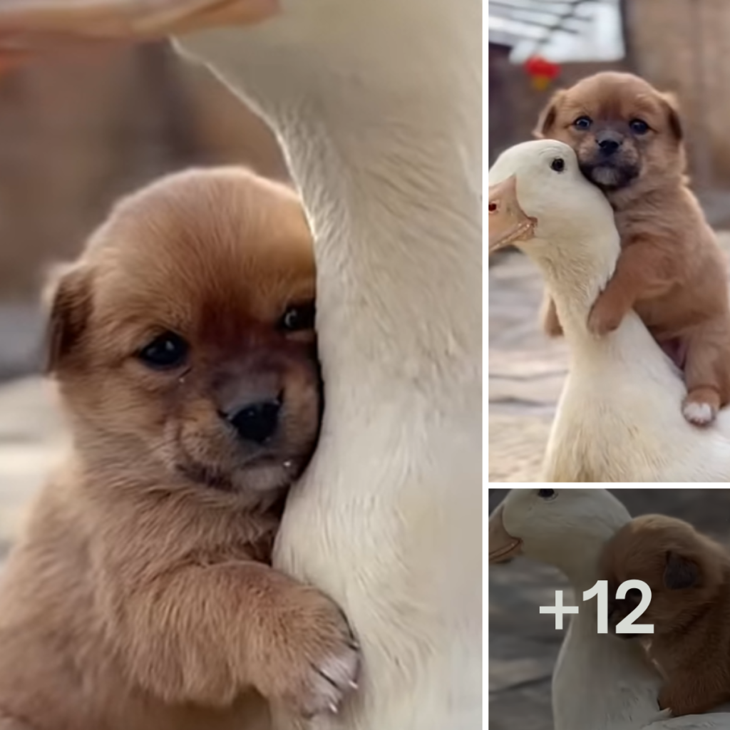 This puppy has been well-trained by its owner, making it both obedient and intelligent.anhxuan
