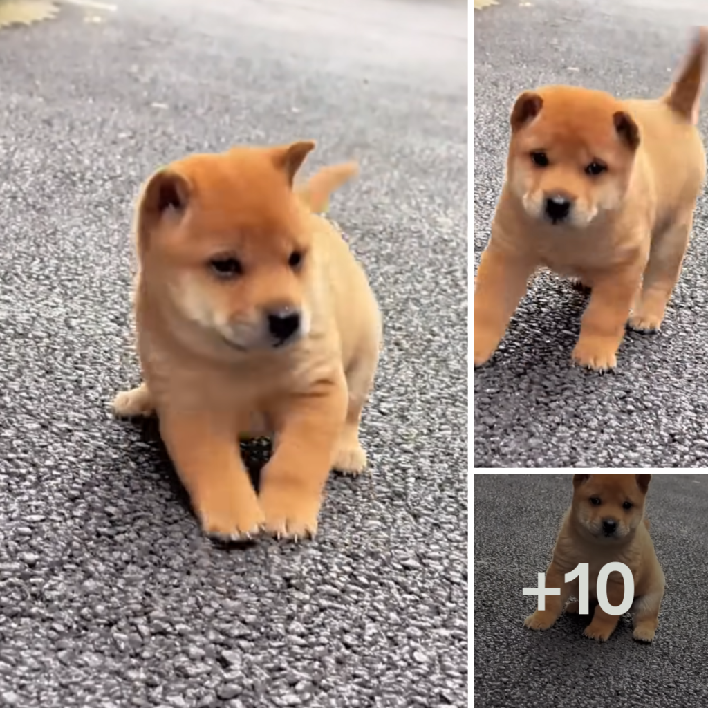 The story of an abandoned puppy has resonated deeply with many people online, sparking a wave of sympathy and offers of assistance.anhxuan