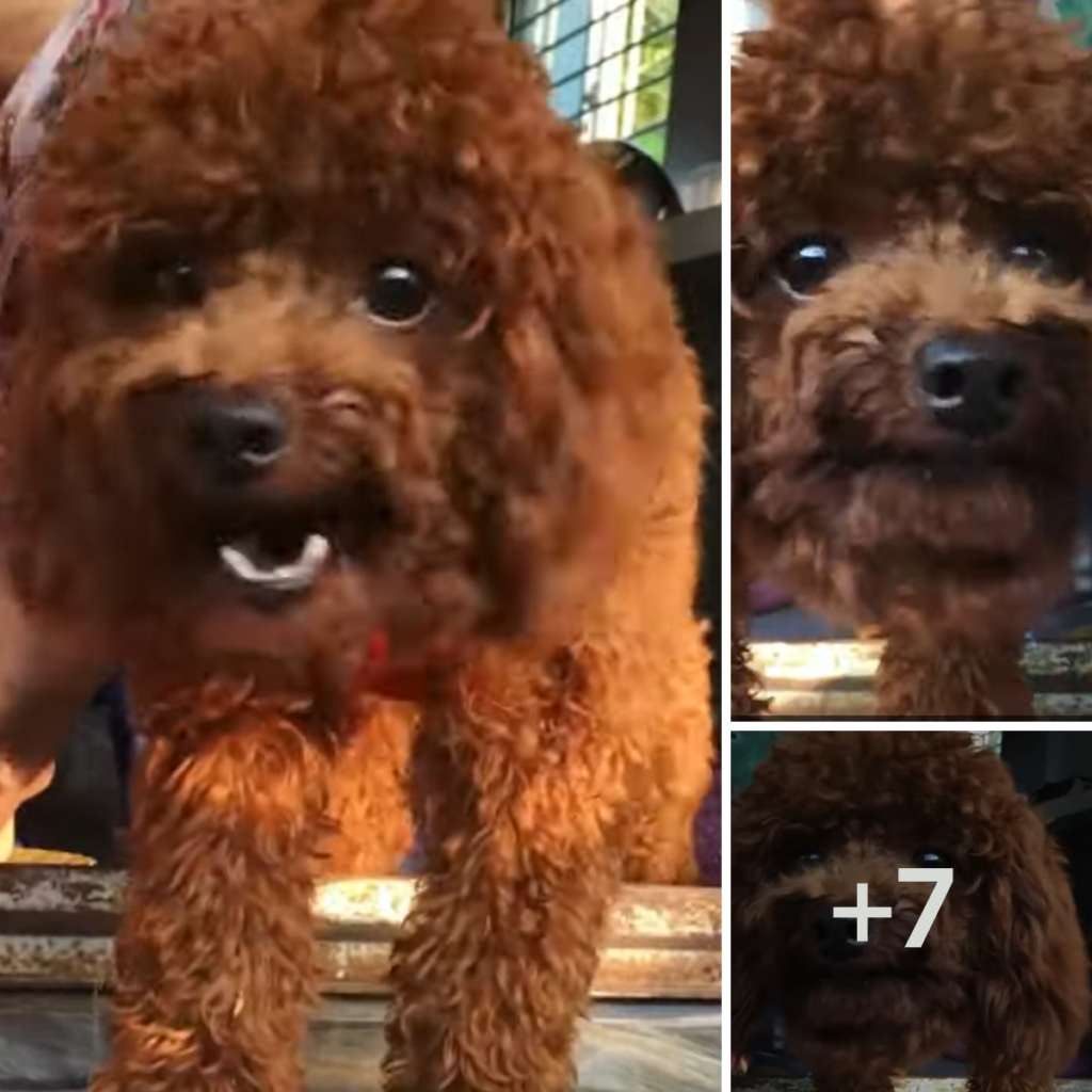 Due to its owner's careful training, this puppy is both obedient and intelligent.anhxuan
