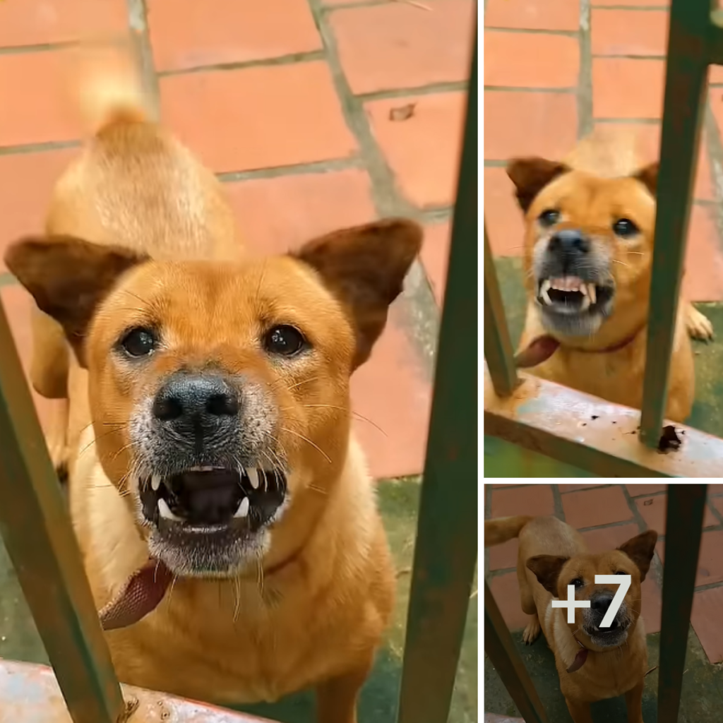 This puppy is extremely obedient and smart, thanks to its owner's thorough training.anhxuan