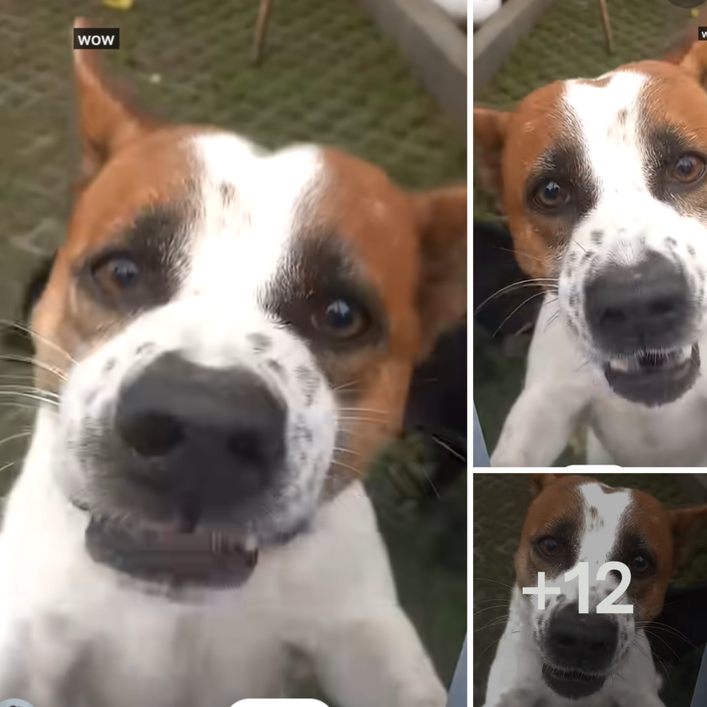The owner has trained this puppy so well that it is highly obedient and intelligent.anhxuan