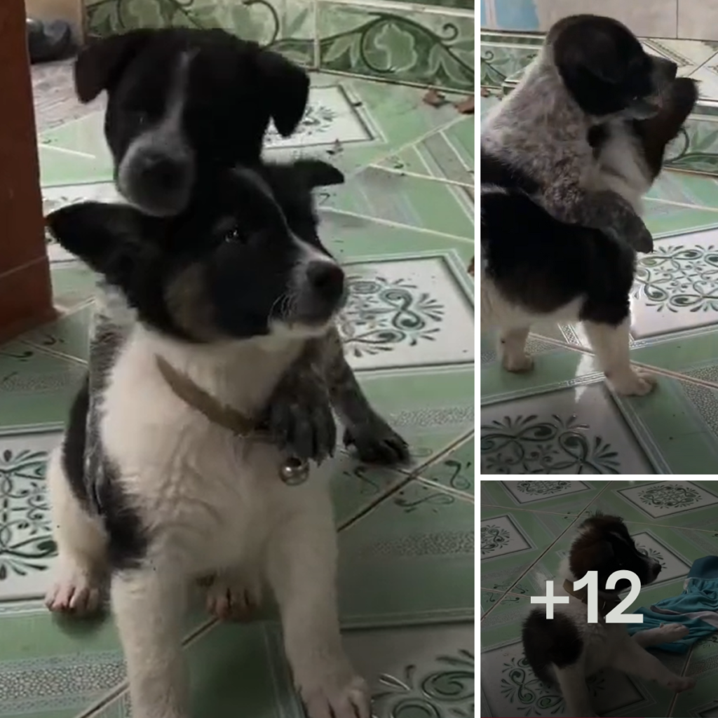 This puppy has been well-trained by its owner, making it both obedient and intelligent.anhxuan