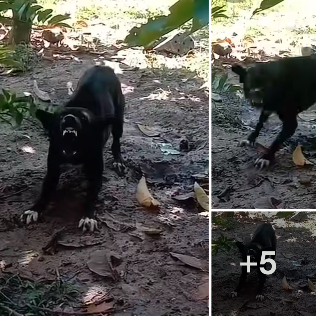 An abandoned puppy has touched the hearts of thousands online, sparking a wave of compassion and support.anhxuan