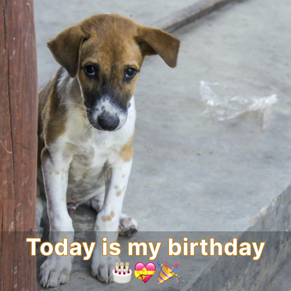It's so quiet today, no one wants to come to my birthday party.anhxuan