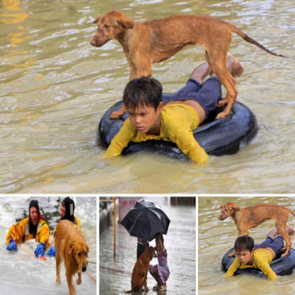 A 7-year-old boy becomes a hero, showing extraordinary compassion as he rescues an abandoned dog-pvth