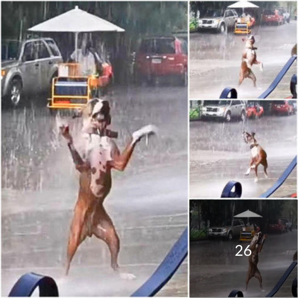 A Puppy’s Pure Joy in the Rain: Timeless Life Lessons for the Digital Age.dvh