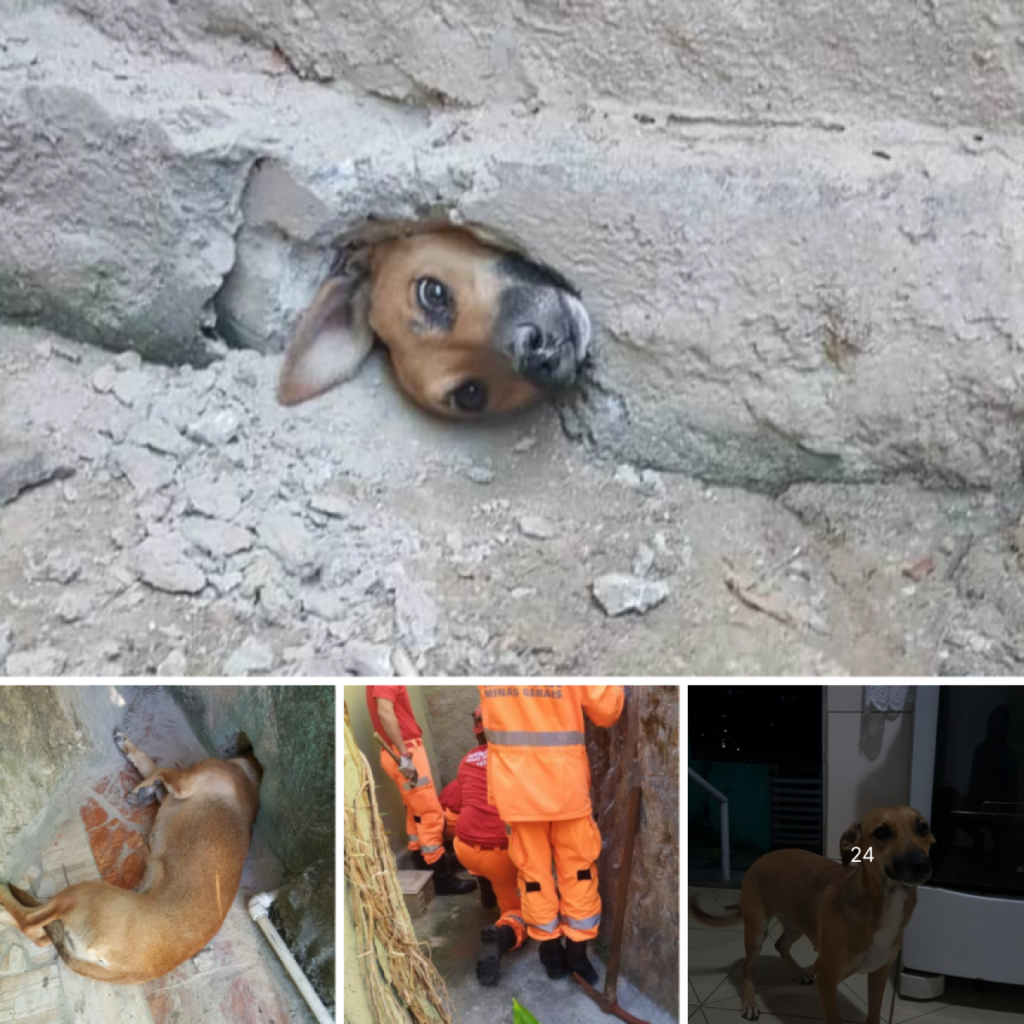 A dog endures a heartbreaking struggle with its head trapped in a stone wall—a scene filled with desperation and pain that pulls at the heartstrings-pvth