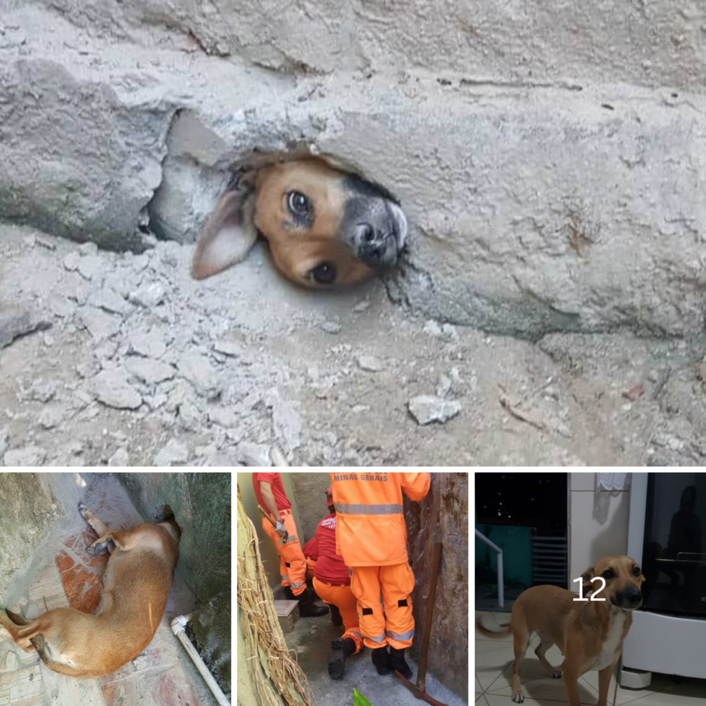 A dog faces a heartbreaking struggle as its head is wedged in a stone wall, a scene filled with desperation and pain that tugs at the heartstrings.thaolv