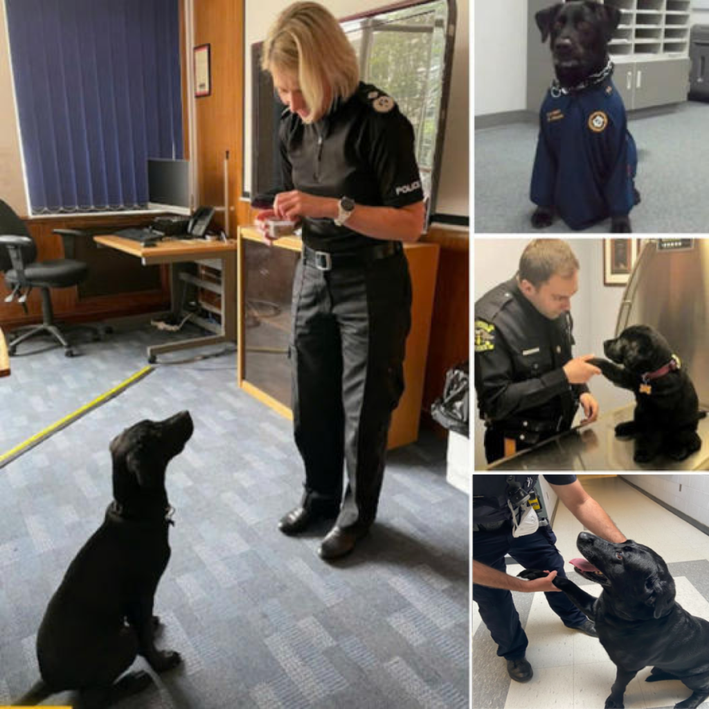 A forlorn dog captured a police officer’s heart with its soulful gestures and irresistible charm, leading to a life-changing decision that would forever bond them-pvth