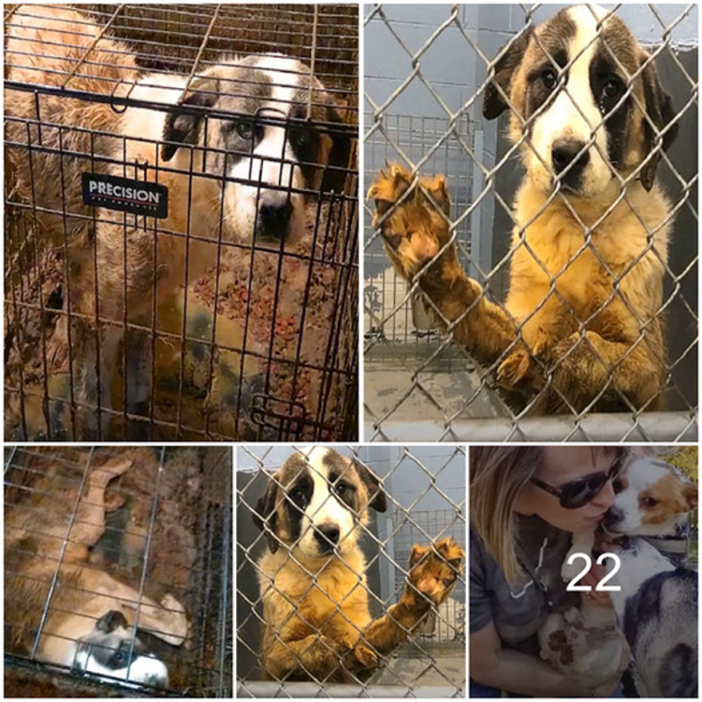 A giant dog endured six years of agony and neglect in cramped cages.dvh