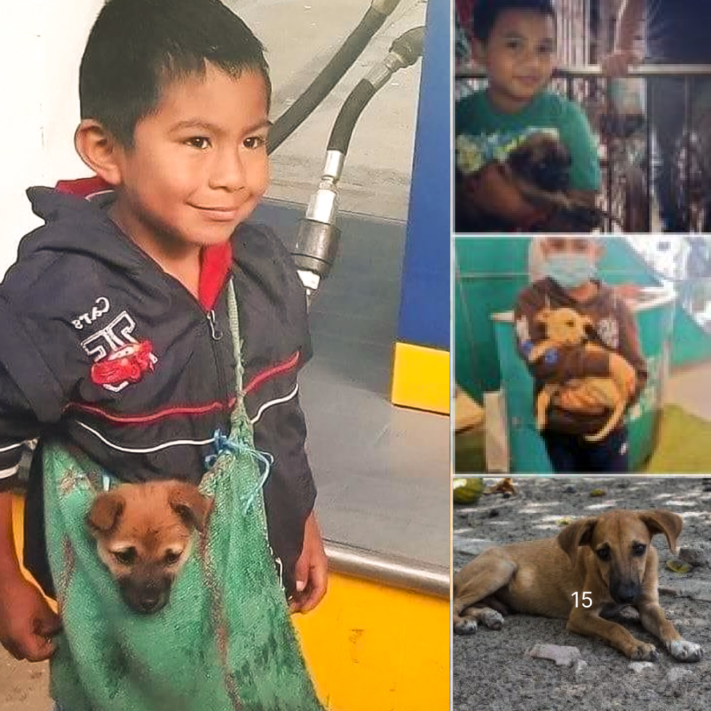 A heartbroken puppy, left abandoned on the roadside, endures the icy, unrelenting rain, desperately pleading for rescue in a truly heartrending moment -ltbl