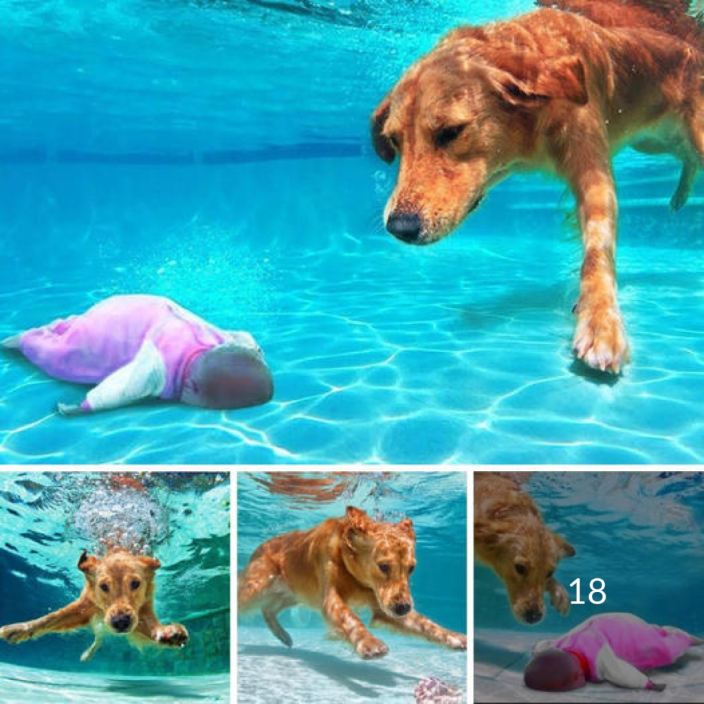 A heartwarming photo shows a dog jumping into a lake against all odds to save a drowning baby.dvh