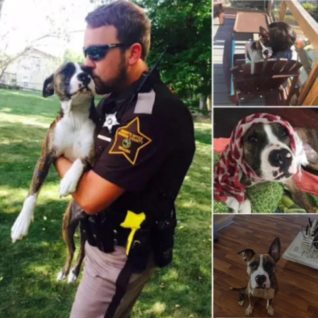 A helpless dog left behind in a park crosses paths with a kind officer, leading to a heartwarming twist that changes her life forever. -dtht