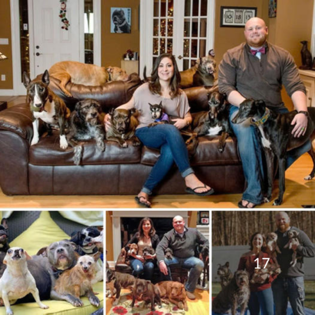A kind-hearted couple saved all the overlooked senior dogs from a shelter, providing them with a loving home and endless care in their golden years-pvth