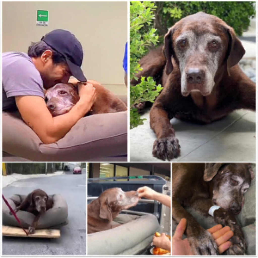 A kind-hearted individual discovers a critically ill puppy and, with unwavering love and care, helps him recover, bringing him back to health and joy-pvth