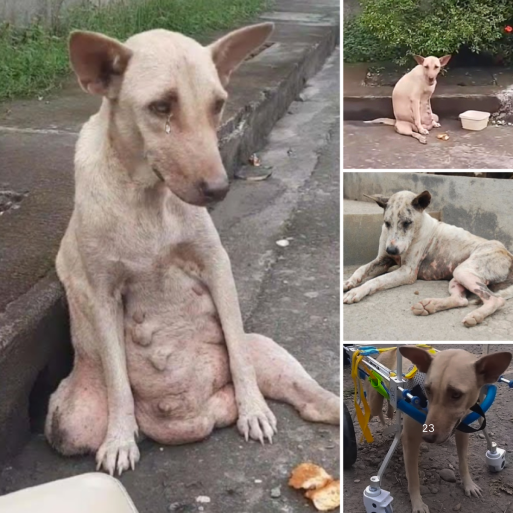A lonely dog stood by the roadside, his eyes filled with unspoken sorrow, enduring days of heartache as people passed by without stopping-pvth