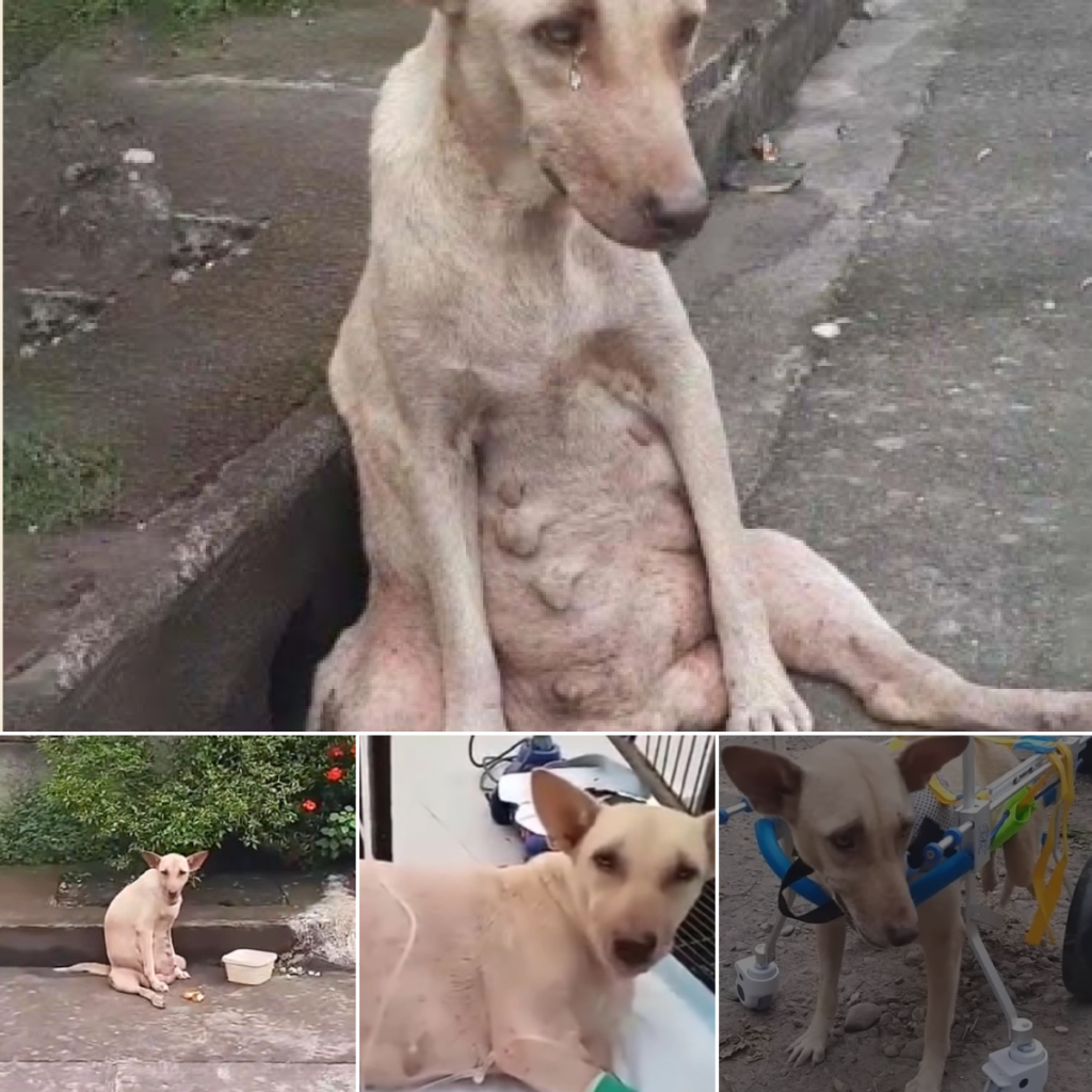 A lonely dog waited endlessly by the road, his gaze filled with quiet desperation, watching each stranger pass by, hoping that someone would finally understand his unspoken cry for help.-dtht