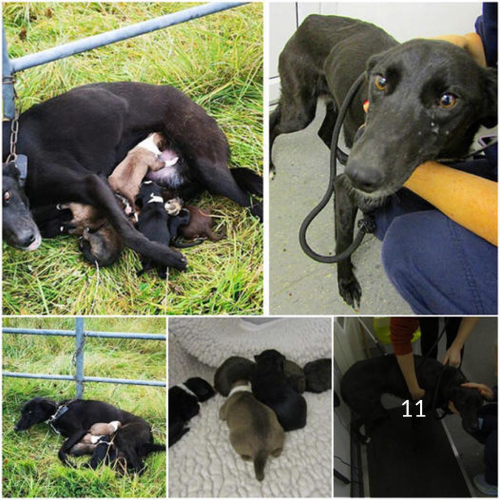 A man who discovered a chained dog with her tiny puppies had little hope for their survival.dvh