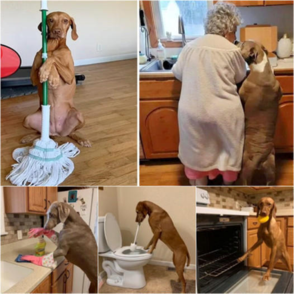 A rescue dog becomes a devoted companion to a 92-year-old woman, helping with her daily tasks and melting hearts across the internet-pvth