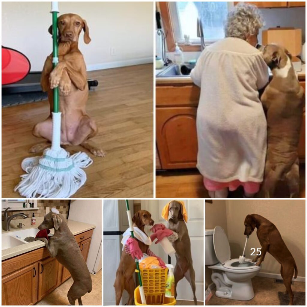 A rescued dog lovingly assists a 92-year-old grandmother with her daily routines, capturing the hearts of thousands online -ltbl