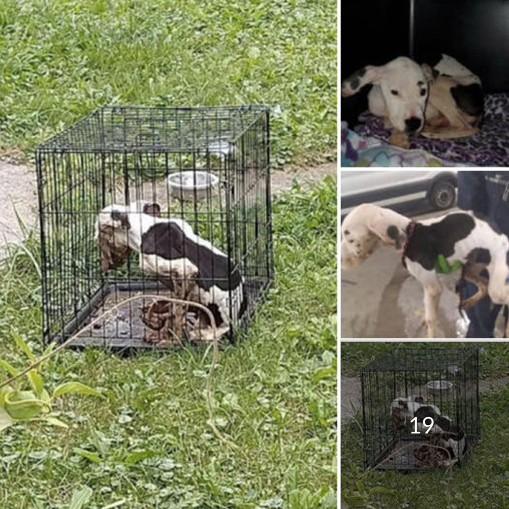 A starving puppy covered in feces finds relief and rescue.dvh