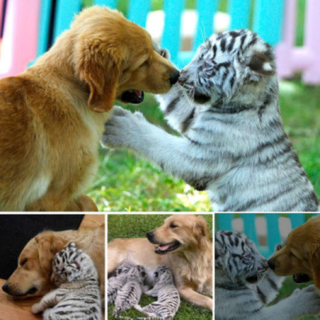 A stray dog and an orphaned tiger cub form an unlikely bond—could this be nature’s most heartwarming friendship? -dtht