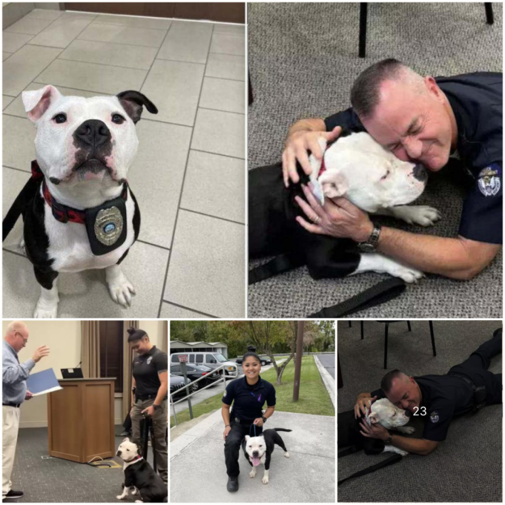 A stray dog visits the police station for a day and ends up finding a forever home-pvth