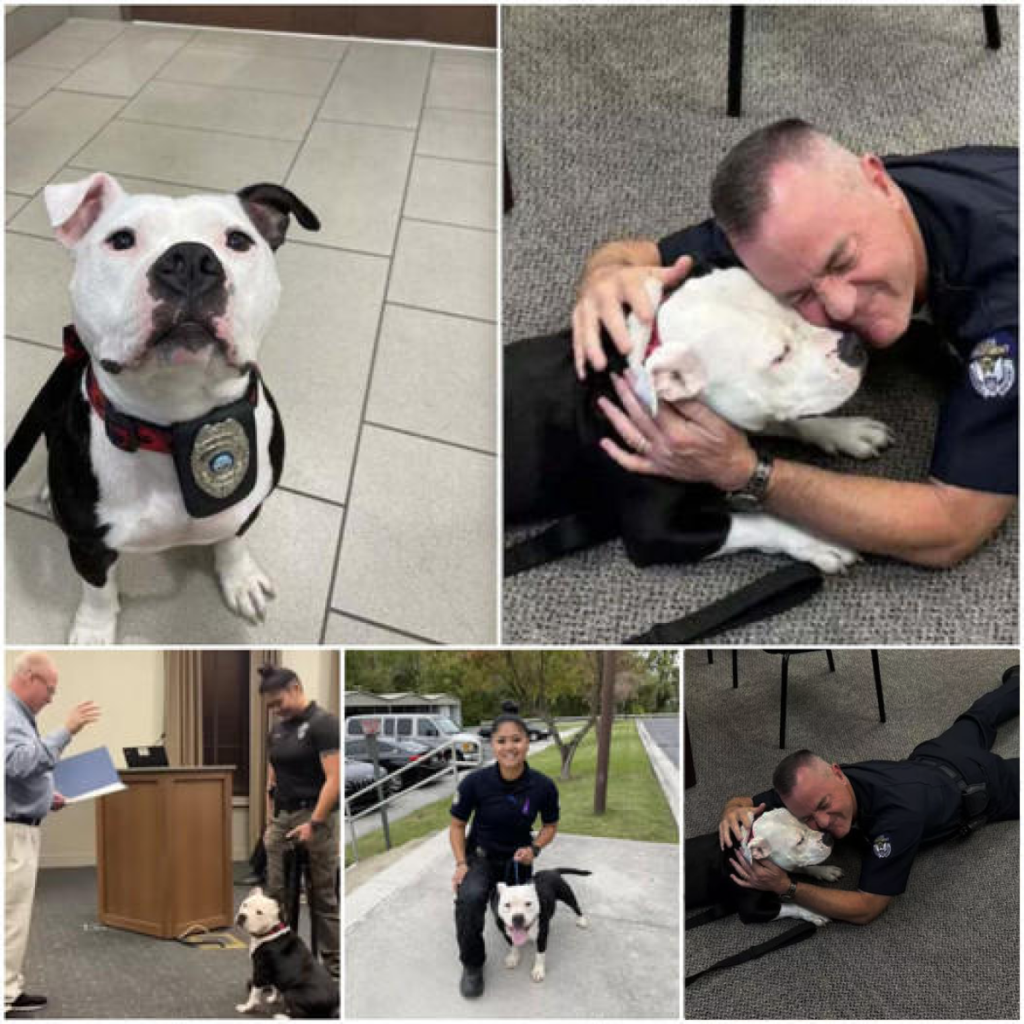 A stray dog wanders into a police station, capturing everyone's hearts, and by the end of the day, finds a loving forever home -ltbl