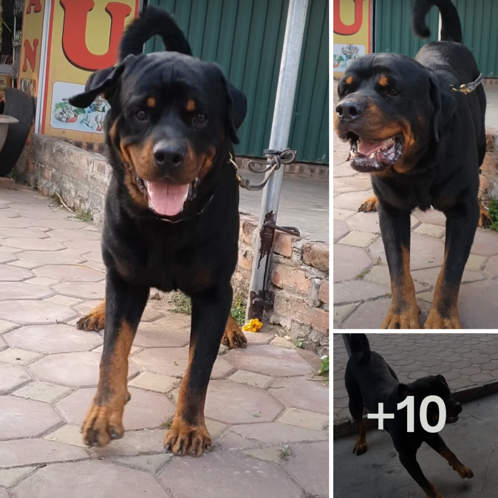 A stray puppy has won the hearts of many online, inspiring a flood of kindness and assistance.anhxuan