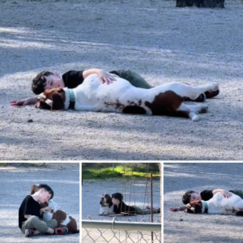 A toddler and a sweet Basset Hound forge a heartwarming bond at the local dog park, charming everyone with their playful antics and mutual affection-pvth