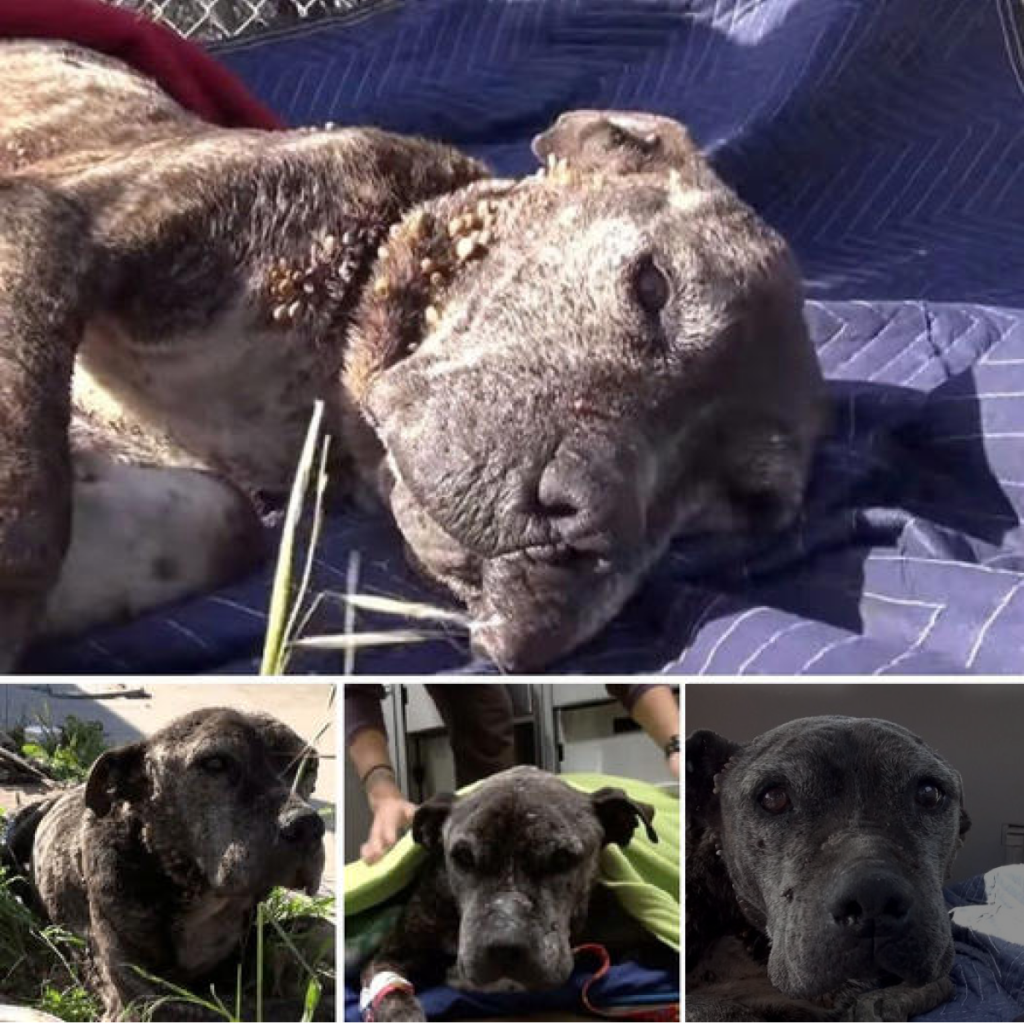 Abandonado a Su Suerte en un Puente: Rescatistas Luchan Contra el Tiempo para Salvar a un Perro Desesperado. -dtht