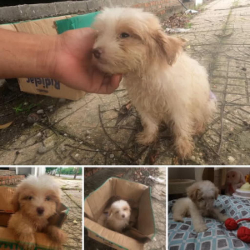 Abandoned in a cardboard box, the dog fights valiantly against the odds, searching for hope in a world that appears to have turned its back on him -ltbl