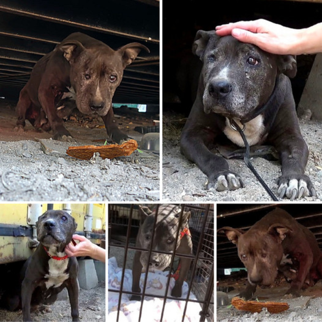 After nearly a decade of neglect and decline, a forsaken dog finds a ray of hope in her final days, providing a much-needed glimmer of positivity amid the darkness.dvh