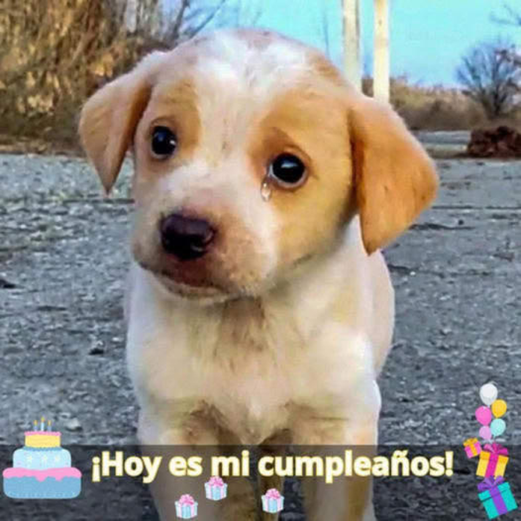 Amado perro con un mal incurable encuentra amor y cuidado en sus últimos días.dvh