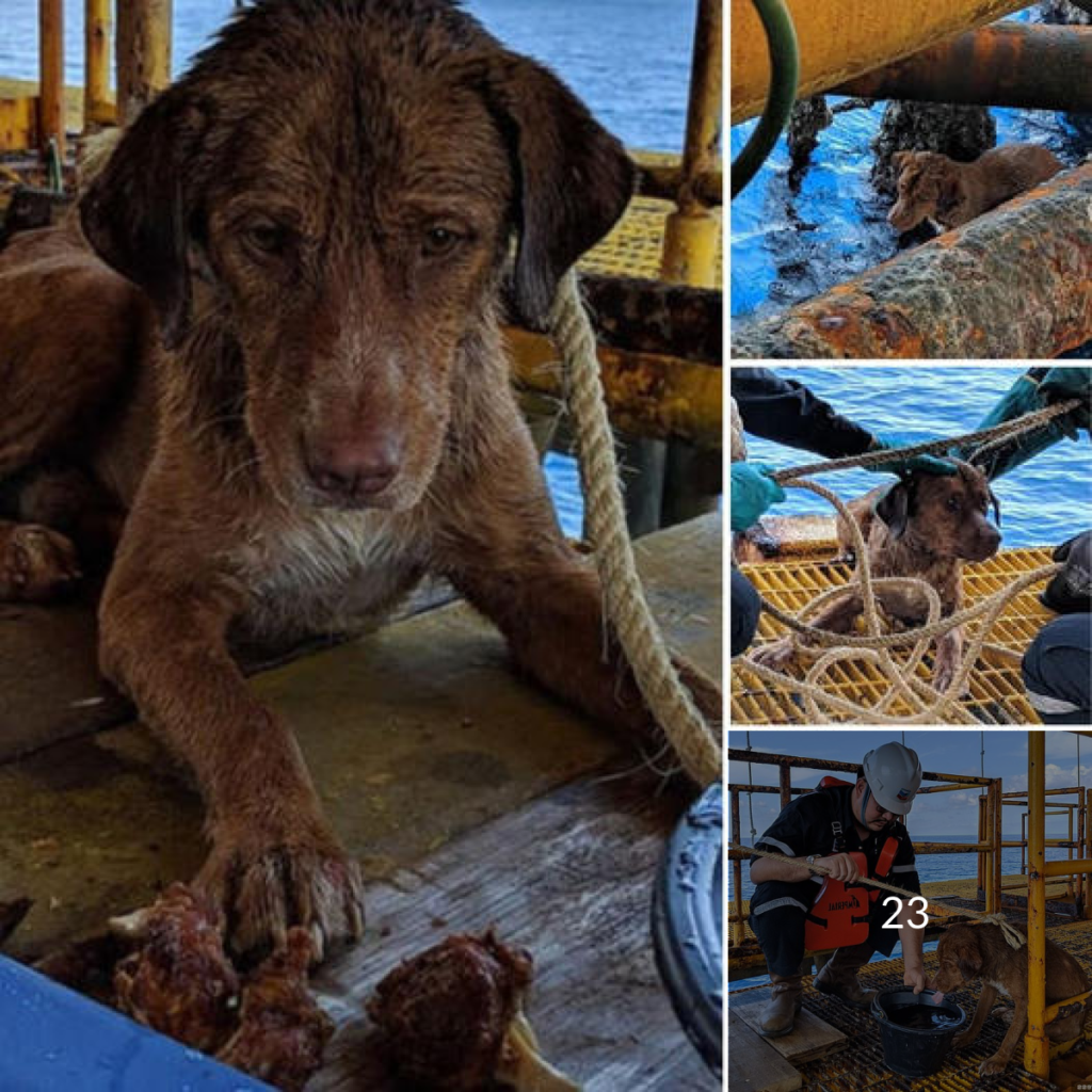 An Unbelievable Rescue! Workers Rush to Save a Dog Struggling to Stay Afloat 135 Kilometers from Shore—Now This Lucky Pup Is Spreading Smiles Across the Platform!-dtht