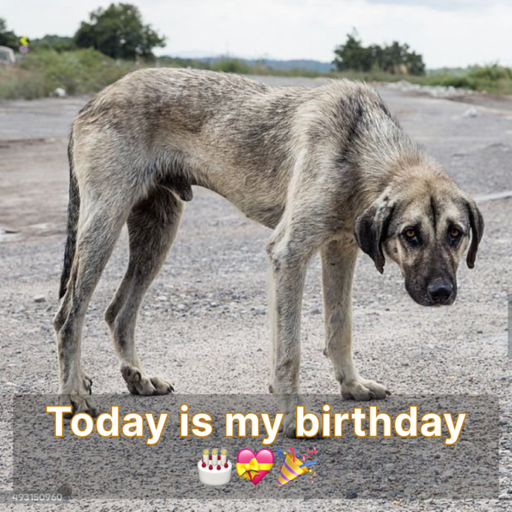 Birthday Forgotten: Feeling the Weight of Overlooked Celebrations on a Special Day-pvth