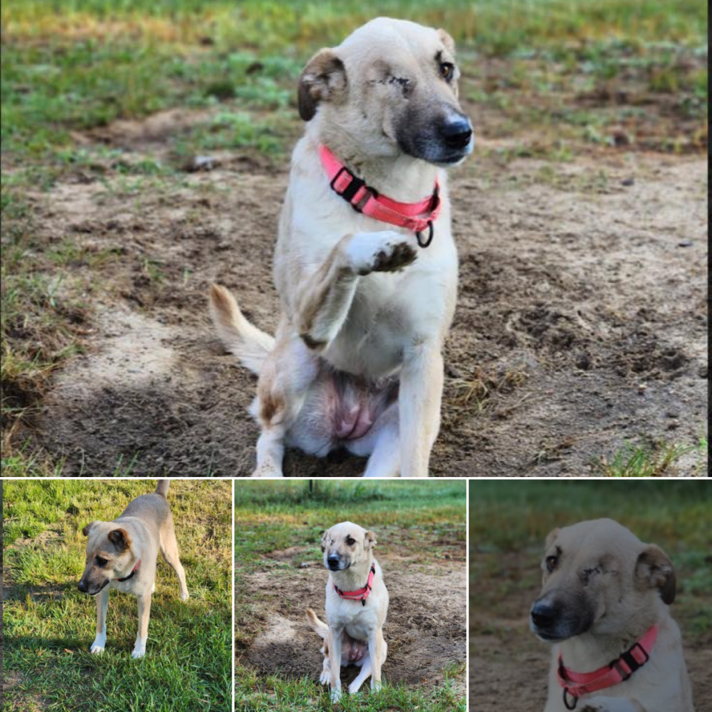 Con un solo ojo, este valiente cachorro encuentra alegría en cada momento, enseñándonos que la verdadera felicidad nace del alma, no de la vista.-dtht