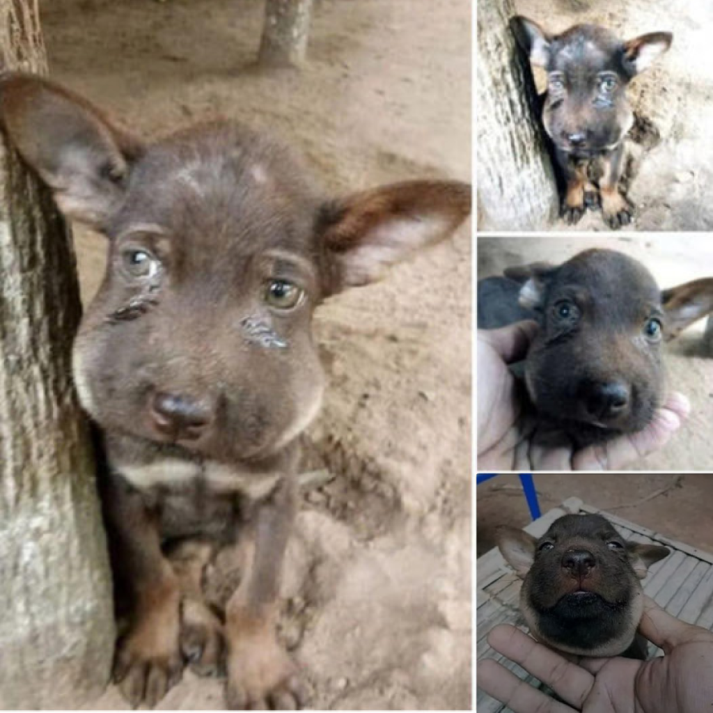 Descubre al valiente perrito que tuvo un encuentro con una abeja y terminó un poco hinchado, ¡pero a salvo gracias a un rescate rápido! ¿Tienes curiosidad por saber cómo lo lograron?-dtht